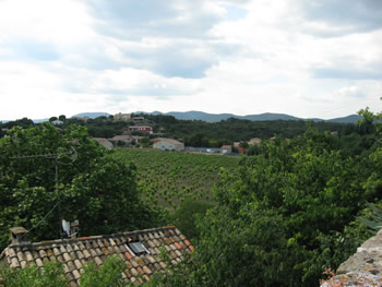 local vinyard